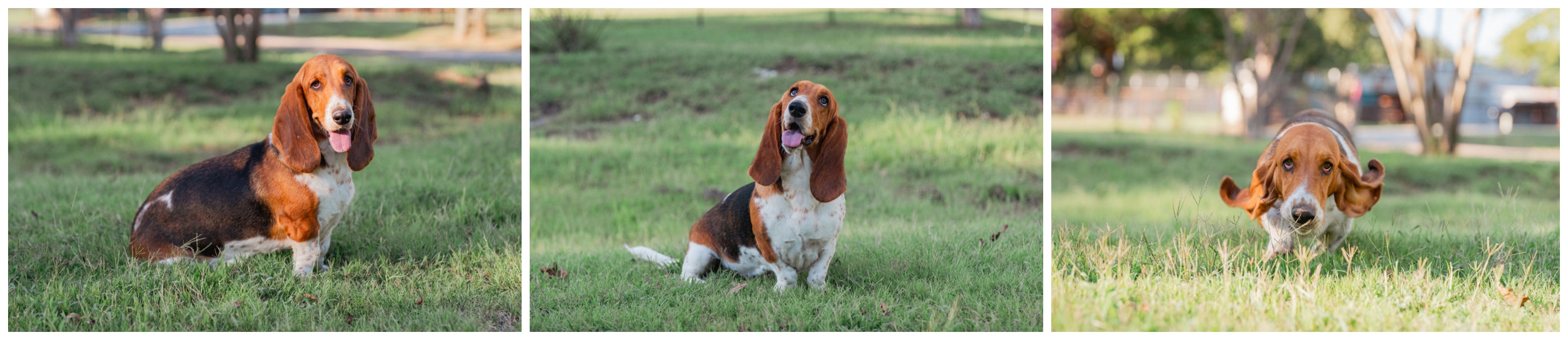 Our nurturing Basset Hound Ellie