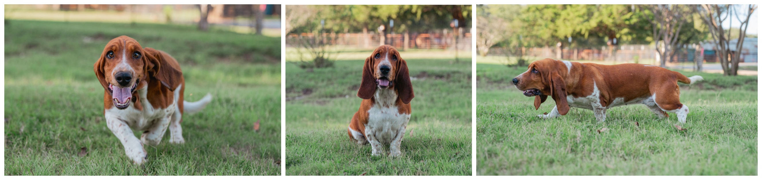 Our sweet Basset Hound Lucy