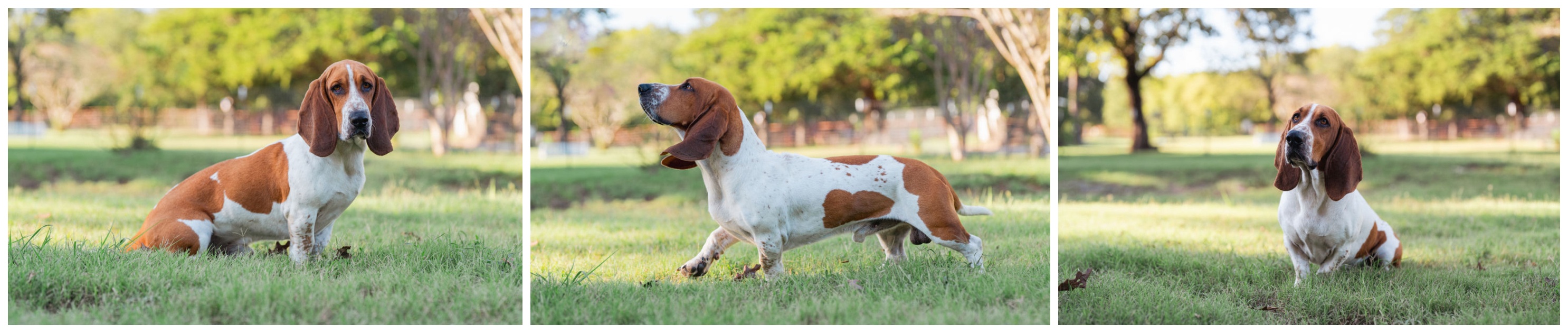 Our Basset Hound parents - Timber, Lucy, and Ellie